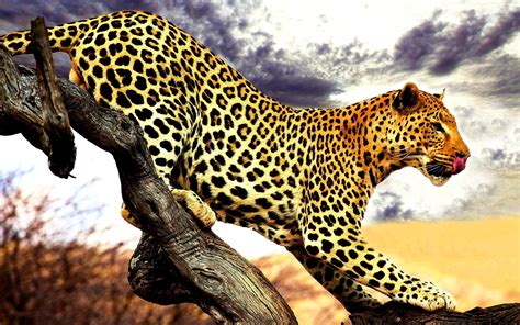 animal .